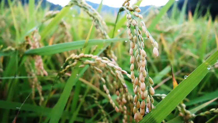 平成27年度産「新米丹波篠山産コシヒカリ」