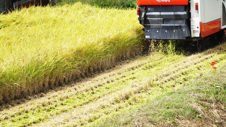2015-9-25-稲刈り風景