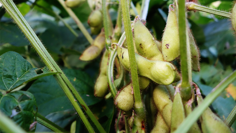 丹波篠山黒枝豆の収穫時期
