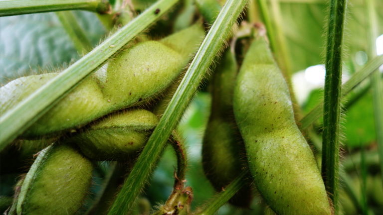 最高の丹波篠山黒枝豆に仕上り