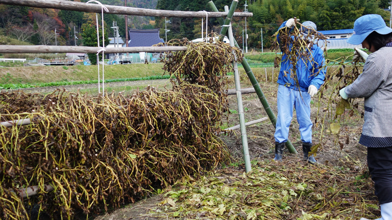 2015年丹波篠山黒豆の自然乾燥
