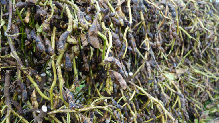 2015年丹波篠山黒豆の自然乾燥風景