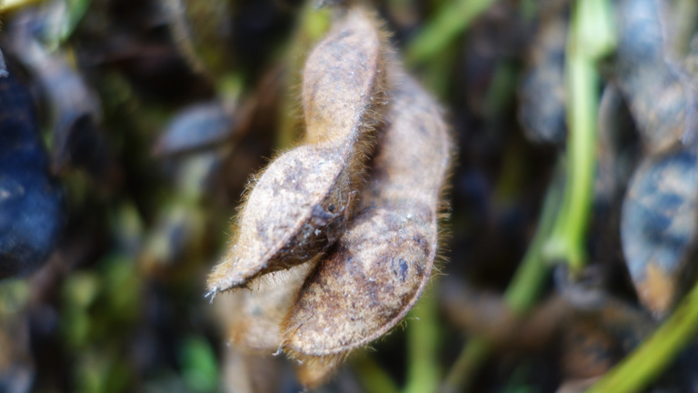 2015年丹波篠山黒豆の自然乾燥