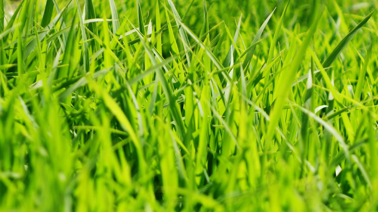 2016年度田植え開始