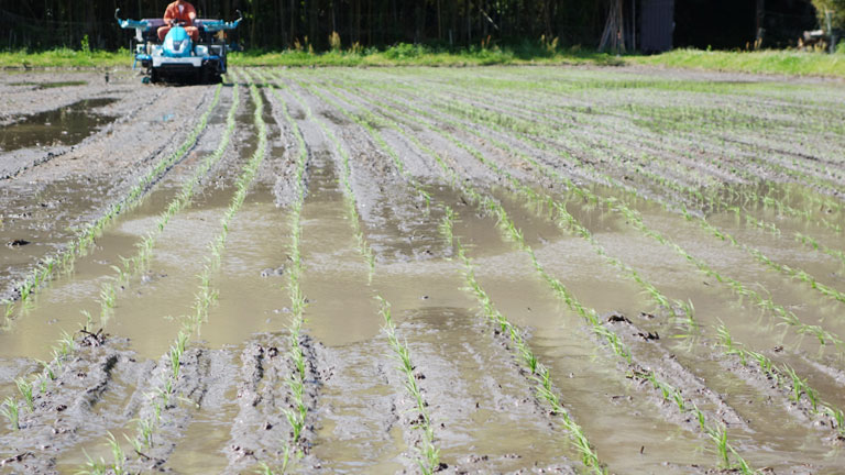 2016年度の田植え