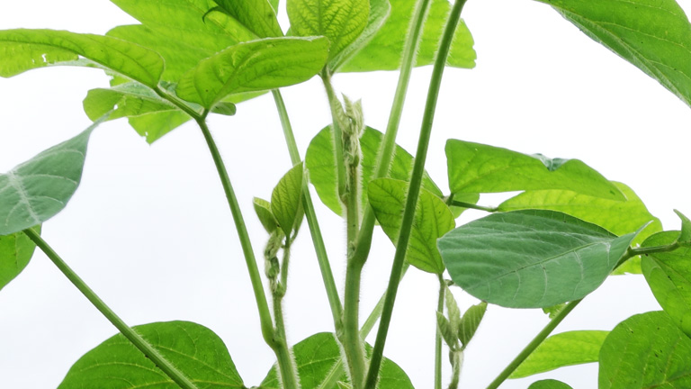 2016年度丹波篠山黒枝豆