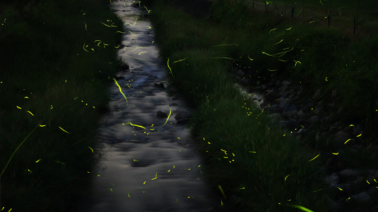 後川のゲンジボタル