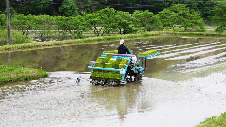 2017田植え