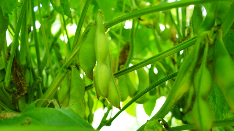 平成29年度丹波篠山黒枝豆