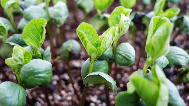 丹波篠山黒大豆苗