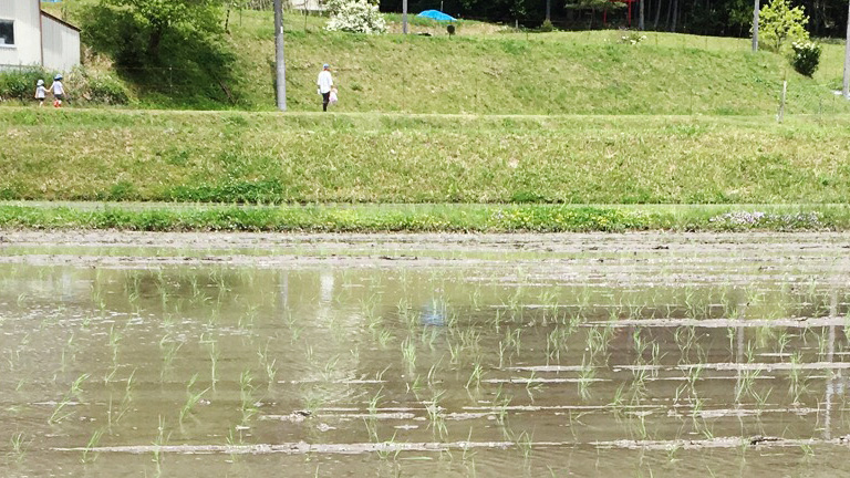 2020-5-令和初の田植え
