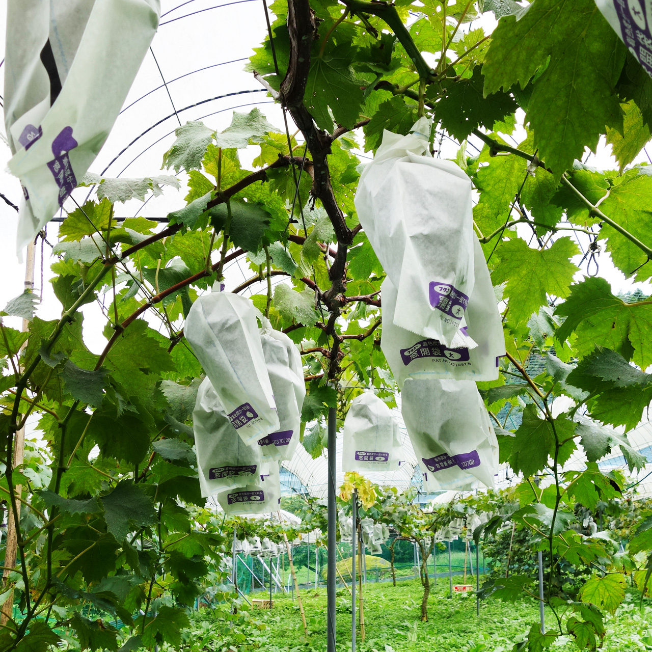 2021年産　丹波篠山後川産「しつかわの藤稔」大粒