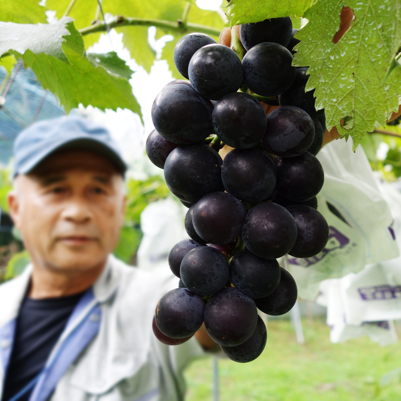2021年産　丹波篠山後川産「しつかわの藤稔」大粒