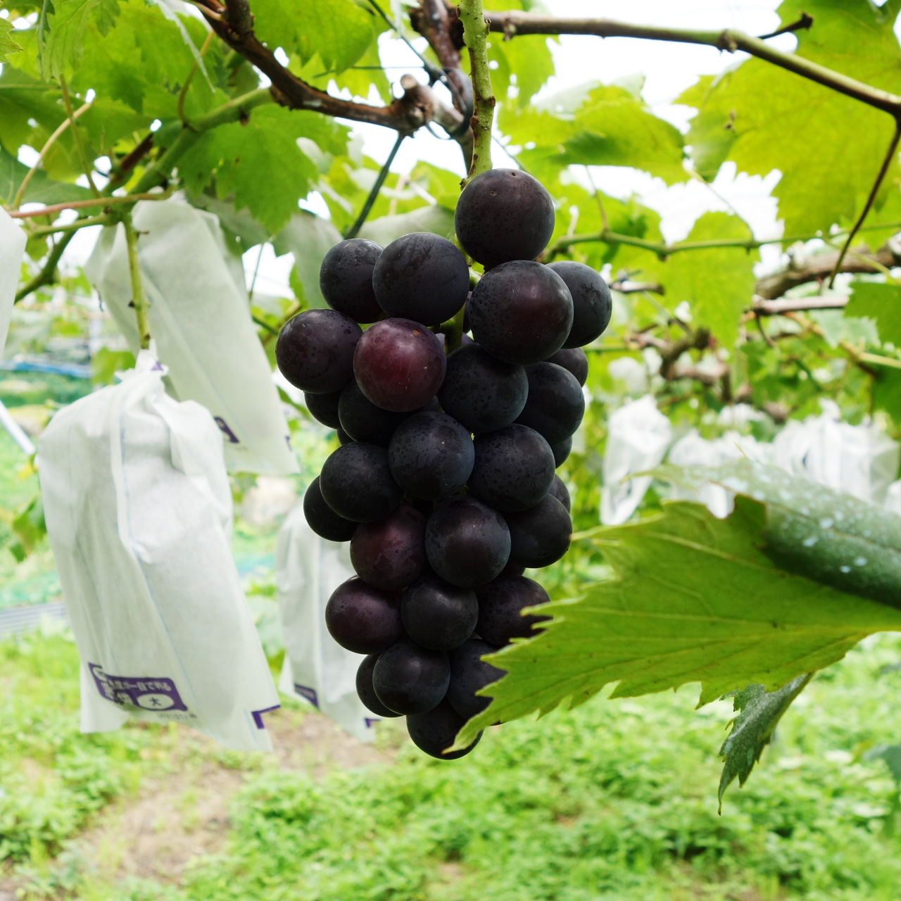 2021年産　丹波篠山後川産「しつかわの藤稔」大粒