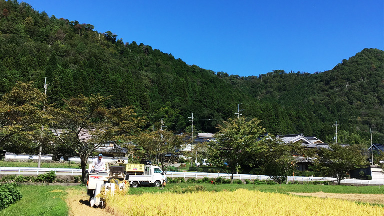 2021-9-23-1稲刈り